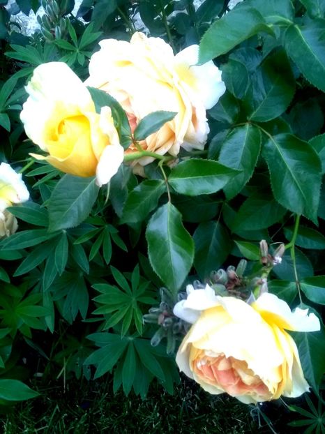  - Gradina luna mai 2018