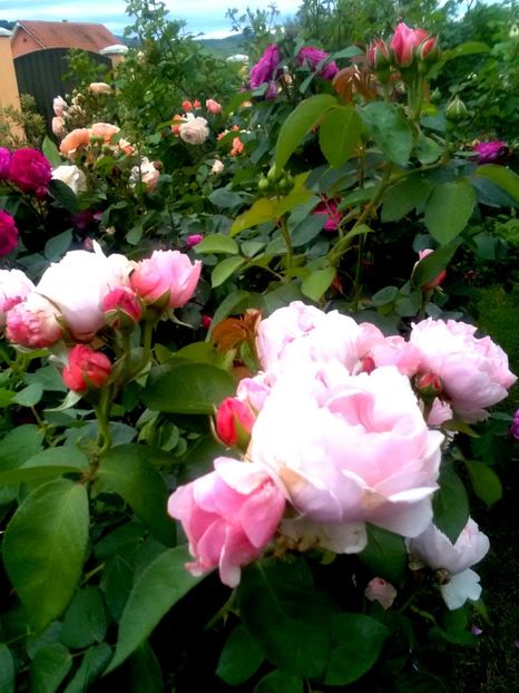  - Gradina luna mai 2018