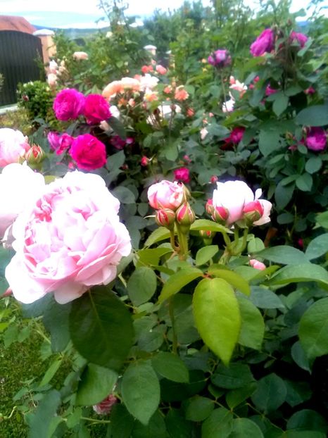  - Gradina luna mai 2018