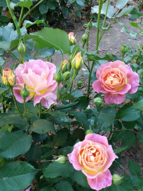  - Prieure de St Cosme