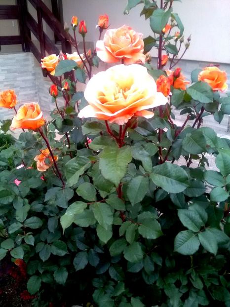  - Gradina luna mai 2018