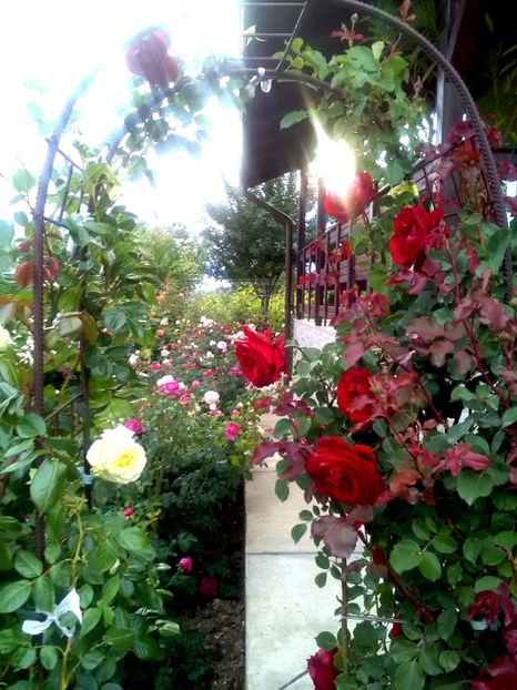  - Gradina luna mai 2018