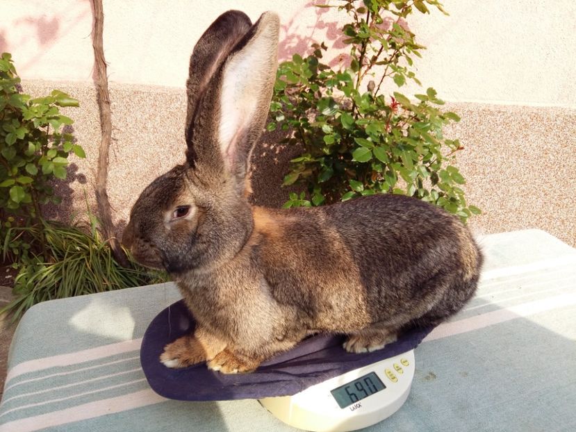 RO 7  127217  5,5 LUNI - TINERET 2018