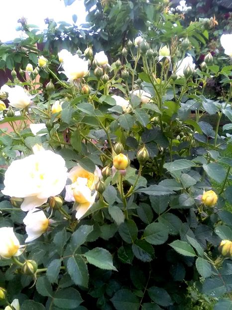  - Gradina luna mai 2018