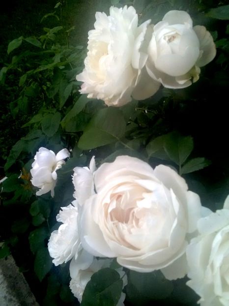  - Gradina luna mai 2018