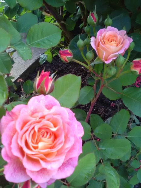  - Gradina luna mai 2018