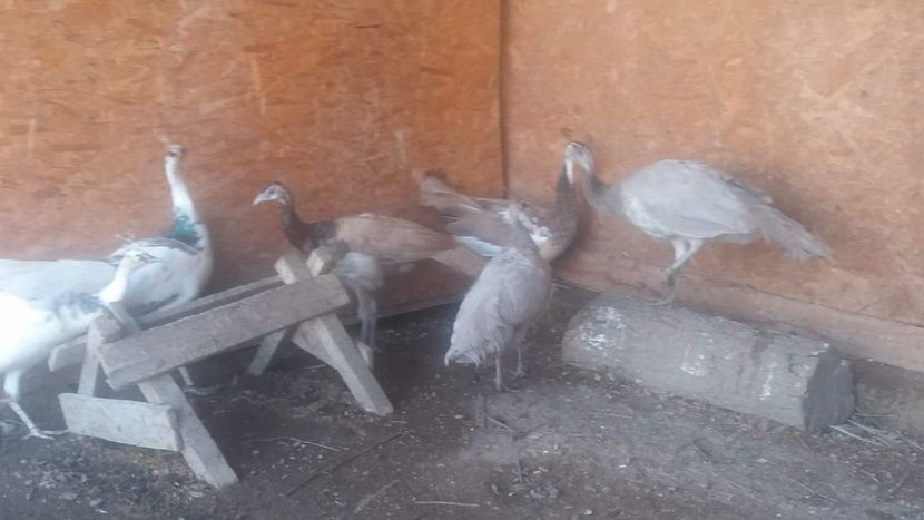 received_123772525148760 - P---PAUNI 2016-2018