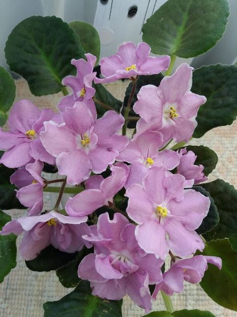 RS Modern Waltz - A Violete Africane