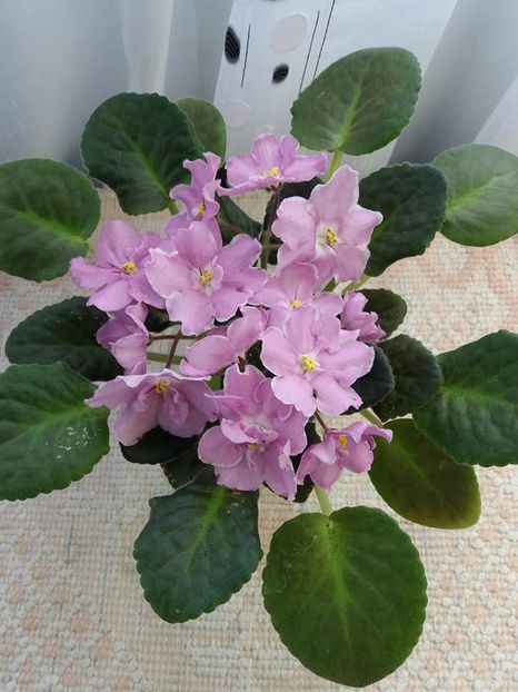 RS Modern Waltz - A Violete Africane