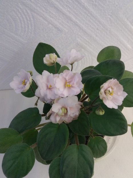 Pink Mint - A Violete Africane