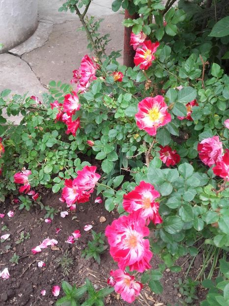 20180519_091051 - Copy - 2018