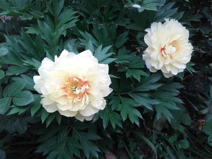 20180519_091119 - Copy - 2018