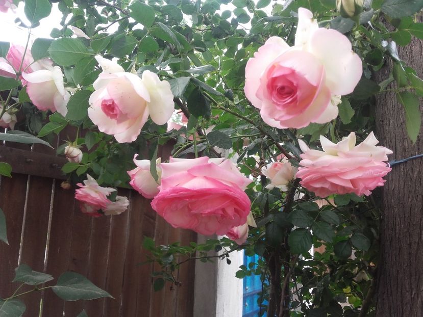 20180519_091614 - Copy - 2018