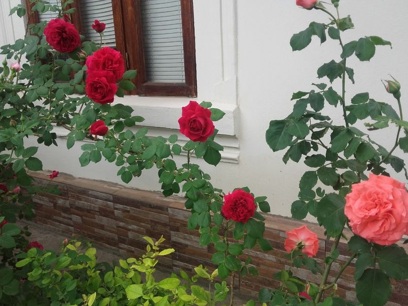 20180519_091646 - Copy - 2018