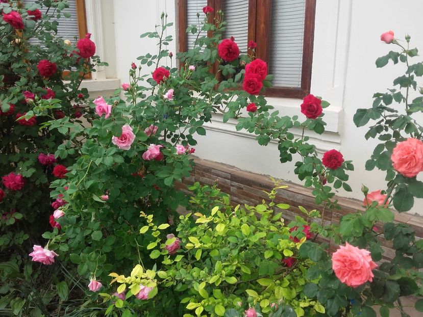 20180519_091654 - Copy - 2018