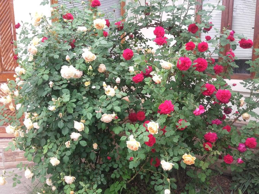 20180519_091708 - Copy - 2018