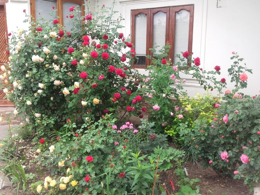 20180519_091720 - Copy - 2018