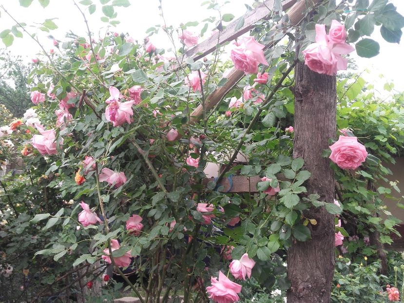 20180519_092100 - Copy - 2018