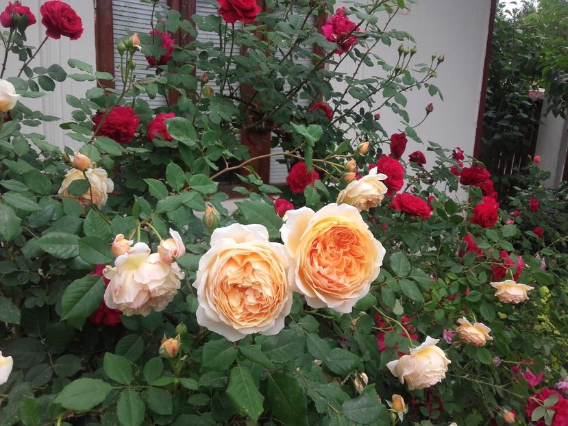 20180519_092138 - Copy - 2018