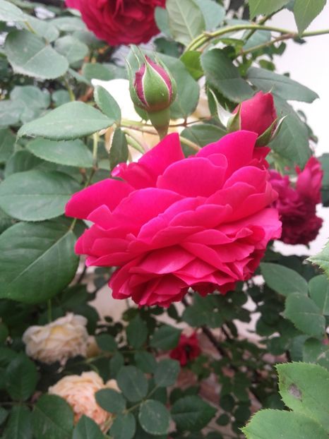 20180519_092216 - Copy - 2018