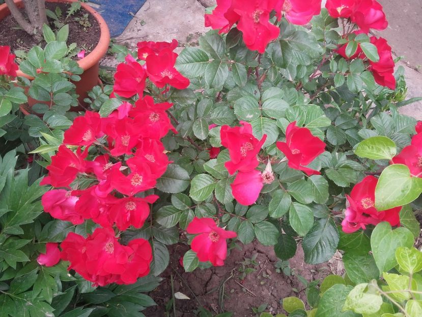 20180519_092443 - Copy - 2018