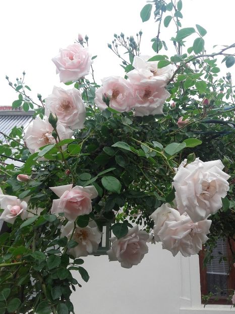 20180519_092528 - Copy - 2018