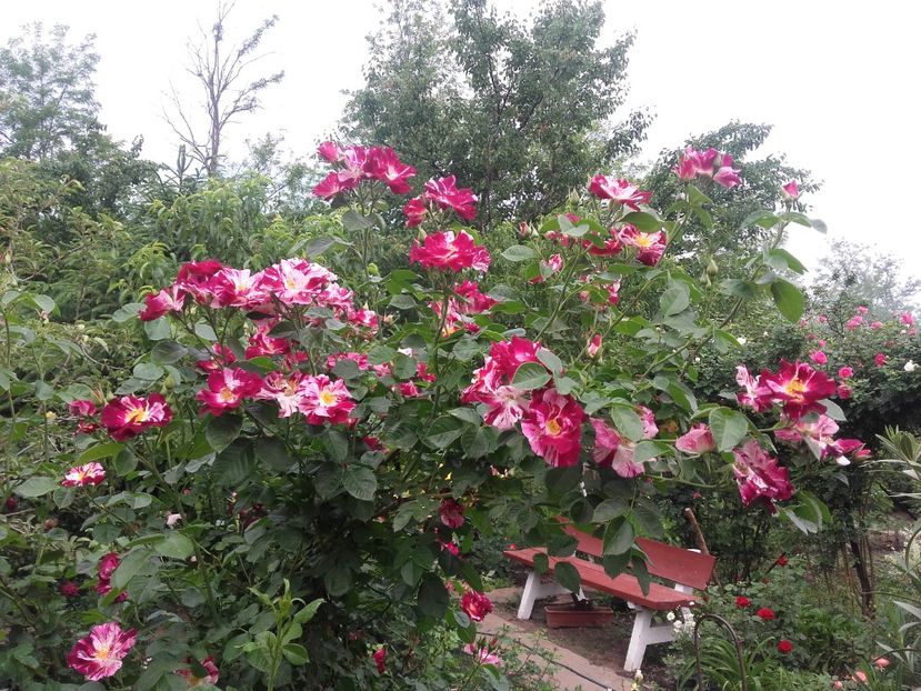 20180519_092630 - Copy - 2018