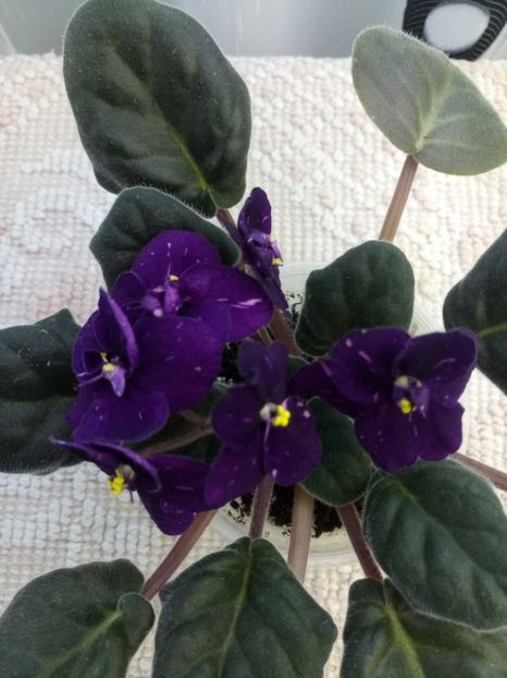 Fisher's Leone - A Violete Africane