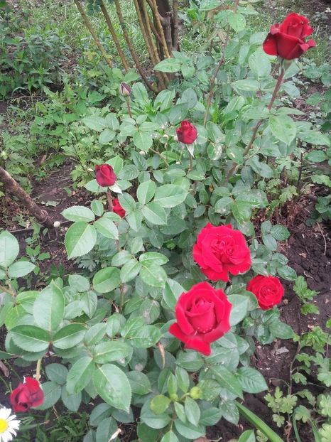 20180519_092824 - Copy - 2018