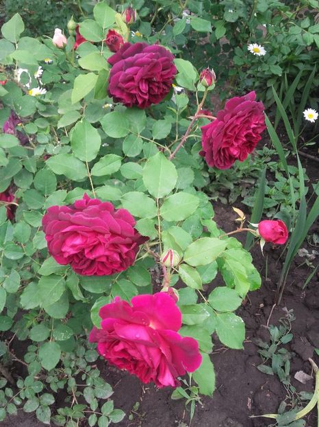 20180519_092913 - Copy - 2018