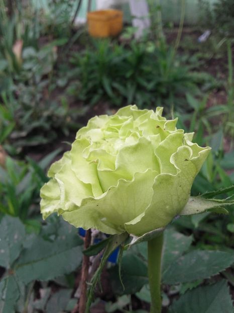 20180519_093009 - Copy - 2018