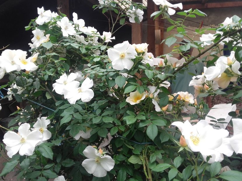 20180519_093301 - Copy - 2018