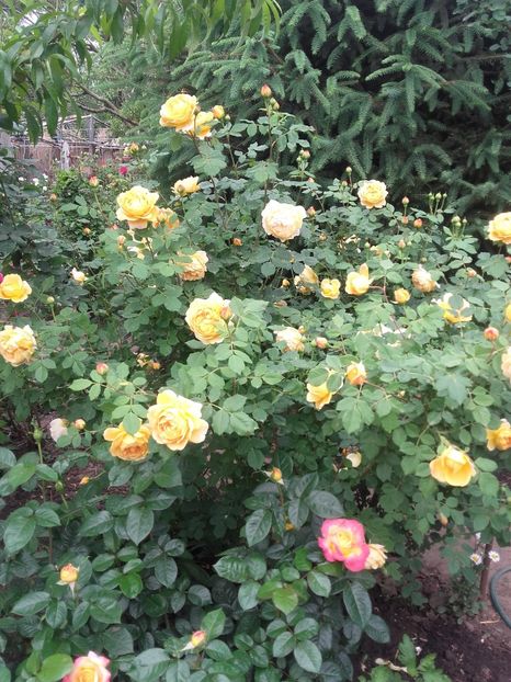 20180519_093406 - Copy - 2018