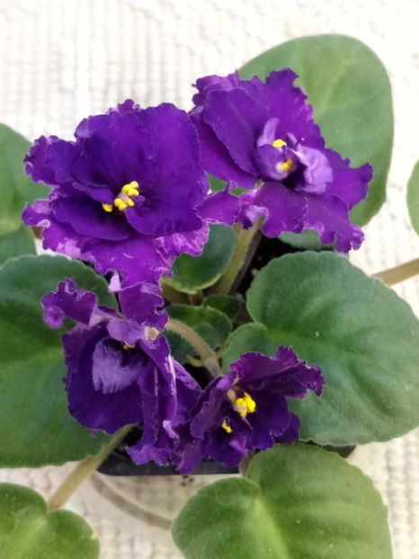 EK Wild Orchid - A Violete Africane