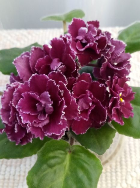 LE Madzenta - A Violete Africane