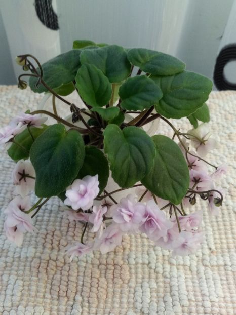 Rob s Vanilla trail - A Violete Africane