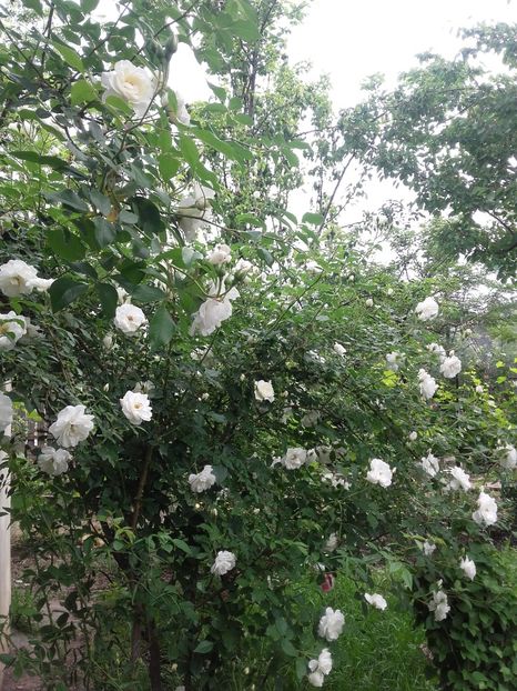 20180519_093934 - Copy - 2018