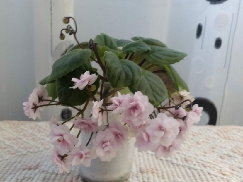 Rob s Vanilla trail - A Violete Africane