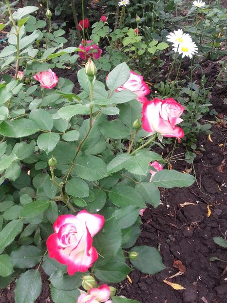 20180519_094445 - Copy - 2018