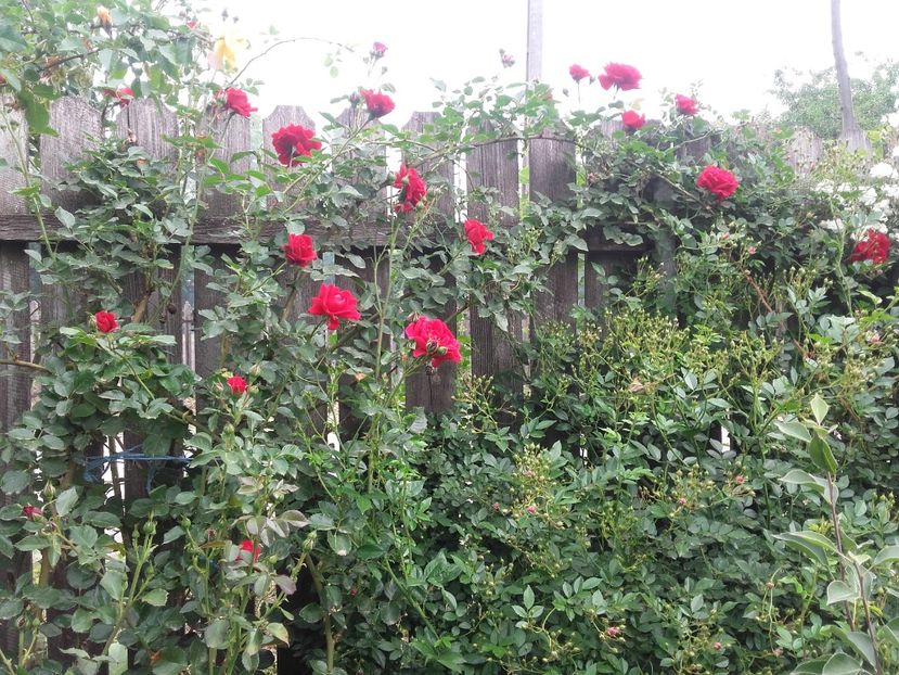 20180519_095027 - Copy - 2018