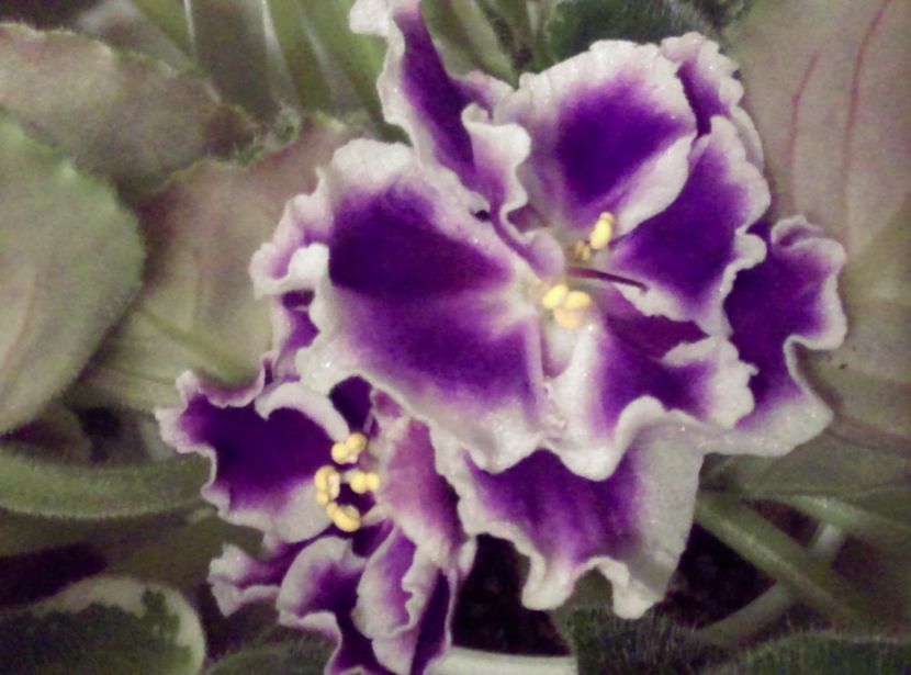  - Letnie Sumerki de la M