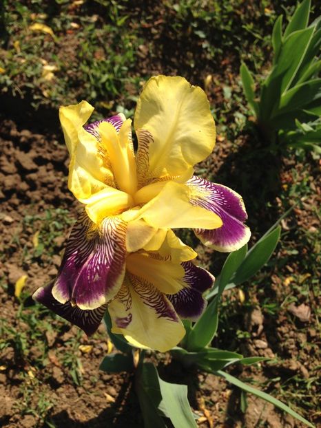 - FLORILE MELE 2018