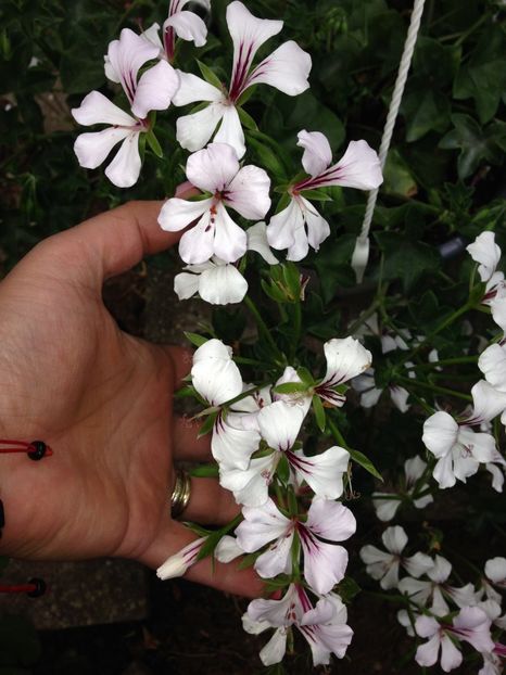  - FLORILE MELE 2018