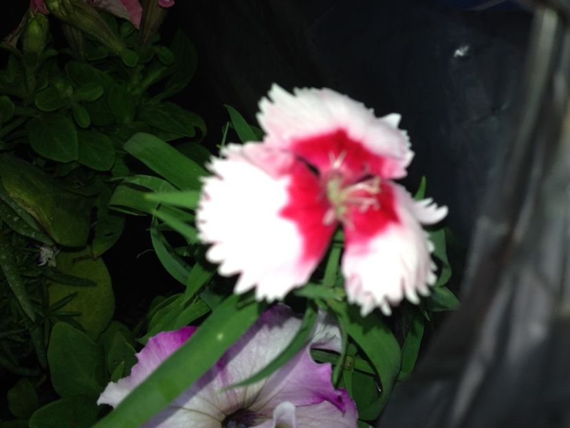  - FLORILE MELE 2018
