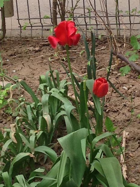  - FLORILE MELE 2018