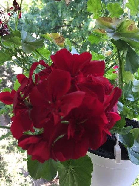  - FLORILE MELE 2018