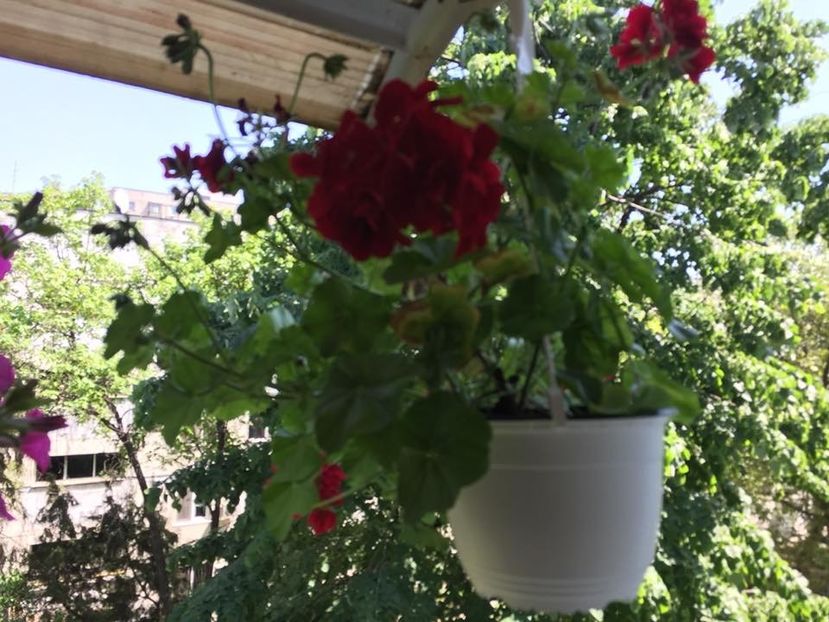  - FLORILE MELE 2018