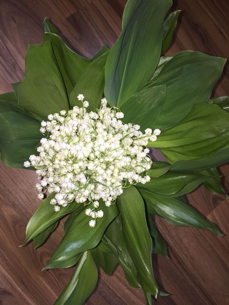 WHJM1268 - FLORILE MELE 2018
