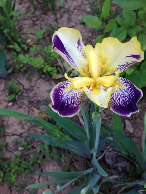ASKL8174 - FLORILE MELE 2018