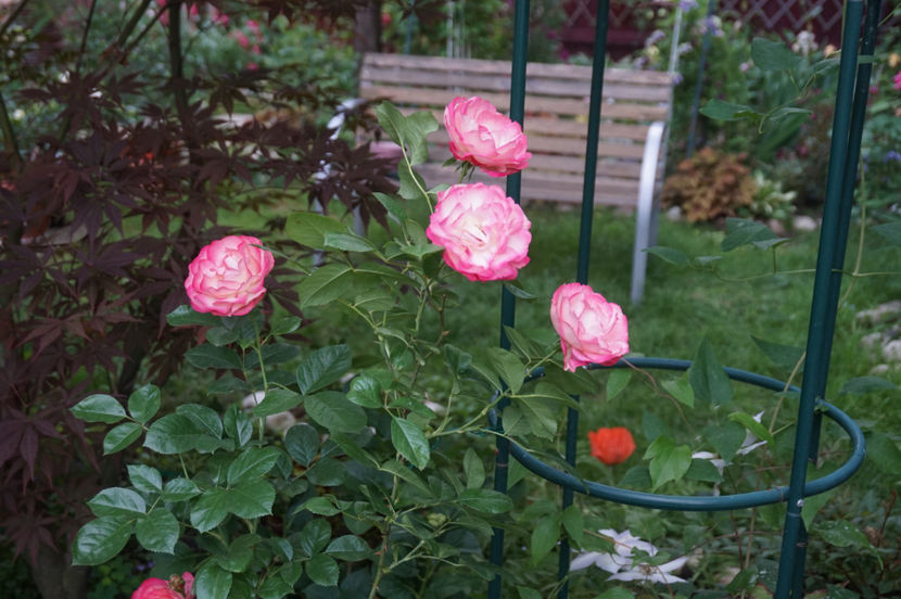 22 mai - Mai 2018